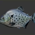 Silver Fish with Black Spots on Gray Background Shiny Reflective Surface