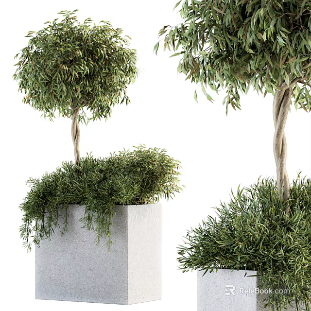 Elegant Olive Tree Bonsai Plants In Concrete Planters With Spherical Canopy And Hanging Foliage 3d model 