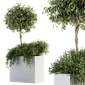 Elegant Olive Tree Bonsai Plants In Concrete Planters With Spherical Canopy And Hanging Foliage