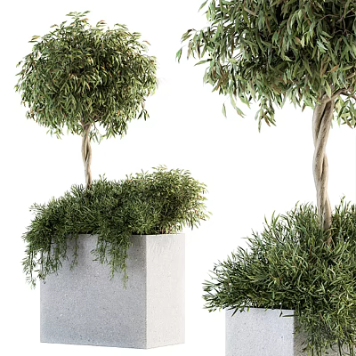 Elegant Olive Tree Bonsai Plants In Concrete Planters With Spherical Canopy And Hanging Foliage 3d model