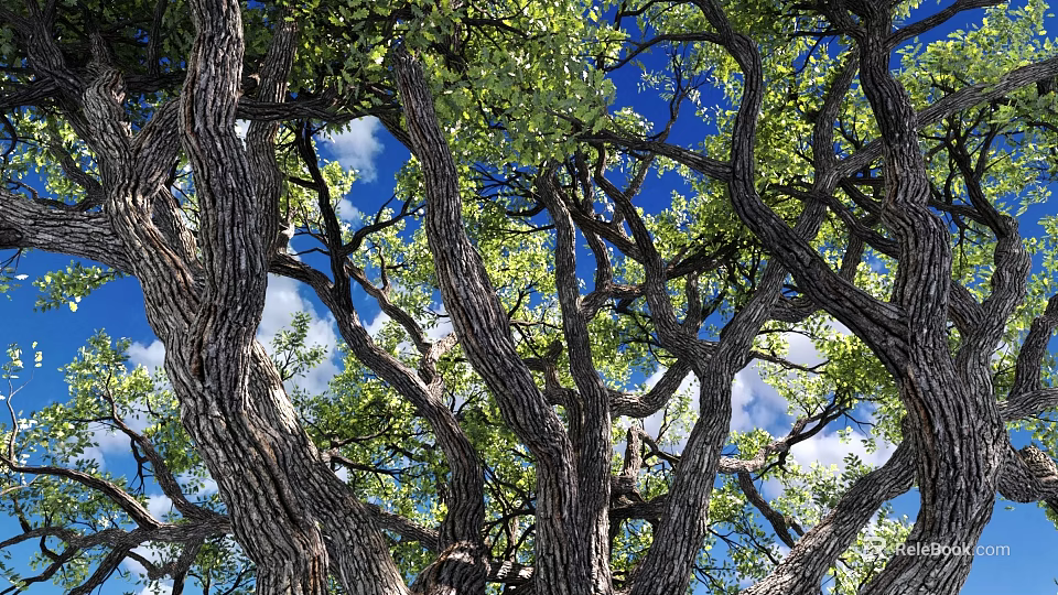 Tall Arbor With Twisted Branches And Green Leaves Under Blue Sky 3d model 