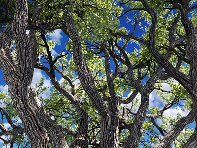Tall Arbor With Twisted Branches And Green Leaves Under Blue Sky 3d model