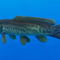 Large Striped Freshwater Fish Swimming in Clear Blue Water with Open Mouth