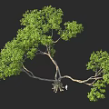 Large Tree with Lush Foliage and Thick Trunk in 3D Rendering with Small Figure 3d model