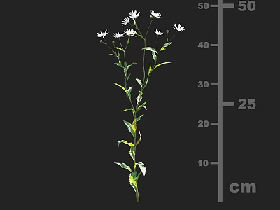Small White Flowering Plant with Green Stems and Leaves and Measured Height Indicated in Centimeters 3d model