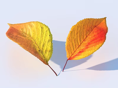 Vibrant Autumn Leaves With Yellow Red Hues Clear Veins And Shadow On Light Background 3d model