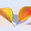 Vibrant Autumn Leaves With Yellow Red Hues Clear Veins And Shadow On Light Background