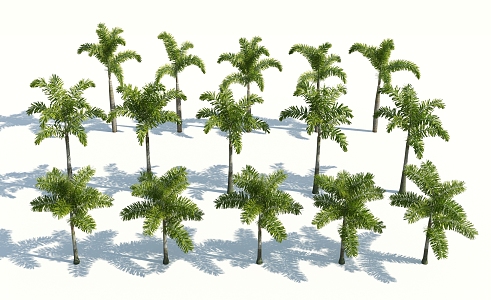 Modern Palm Tree 3d model