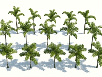 Modern Palm Tree 3d model