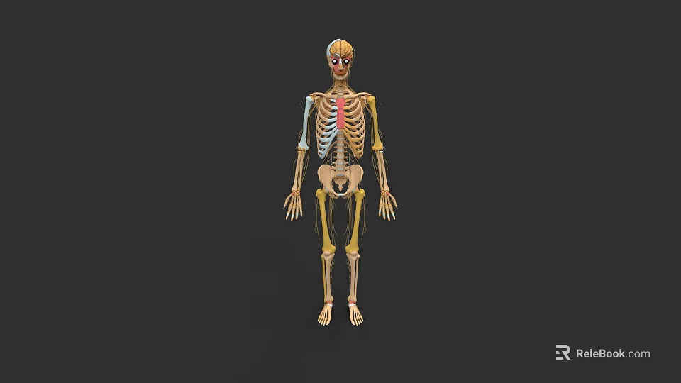 Human Skull Anatomical Features In Detailed Full Body Skeleton Model Illustration 3d model 