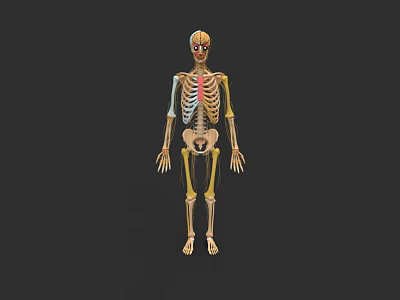 Human Skull Anatomical Features In Detailed Full Body Skeleton Model Illustration 3d model