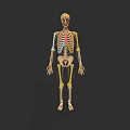 Human Skull Anatomical Features In Detailed Full Body Skeleton Model Illustration