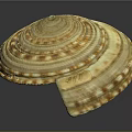 Shell Sculpture with Spiral Pattern Yellow Brown Detailed Texture Layered Design