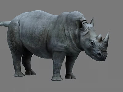 Standing Realistic Gray Rhinoceros 3D Model With Detailed Skin And Horns 3d model