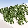 Green Vines Growing On White Pillars And Wall For Decorative Outdoor Design