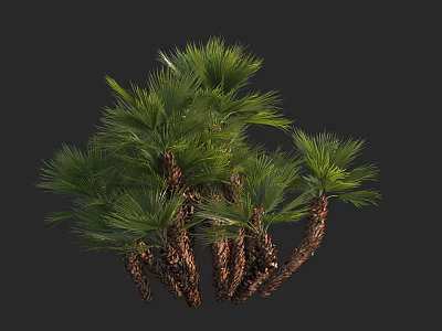 Lush Green Arbor With Clustered Brown Trunks And Vibrant Green Fronds Design 3d model