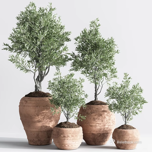 Bonsai Olive Trees in Terracotta Pots with Various Sizes for Indoor Decorative 3d model 