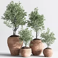 Bonsai Olive Trees in Terracotta Pots with Various Sizes for Indoor Decorative