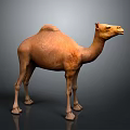 Isolated Detailed Brown Dromedary Camel Standing Full Body View On Neutral Background