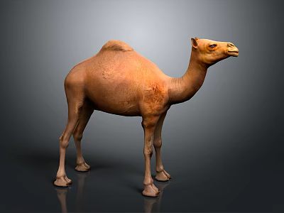 Isolated Detailed Brown Dromedary Camel Standing Full Body View On Neutral Background 3d model