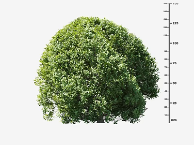 Lush Green Shrub With Round Shape Full Foliage And Height Measurement Scale 3d model