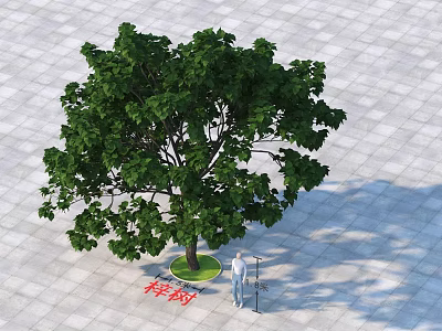 Chinese Parasol Tree With Lush Green Foliage On Square Paved Urban Ground 3d model