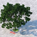 Chinese Parasol Tree With Lush Green Foliage On Square Paved Urban Ground