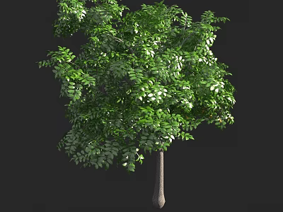 Tall Arbor With Lush Green Foliage And Strong Trunk In Natural Environment 3d model