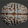 head structure brain human brain head planer face human head planer face human brain planer face head structure brain structure 3d model