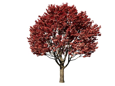 Red Leaf Arbor With Lush Red Foliage and Brown Trunk 3d model
