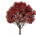 Red Leaf Arbor With Lush Red Foliage and Brown Trunk