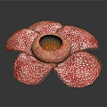 Anatomical Organ Featuring Hair Like White Spots And Red Petal Like Structures