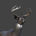 Detailed Realistic Deer With Large Antlers Standing On Gray Background