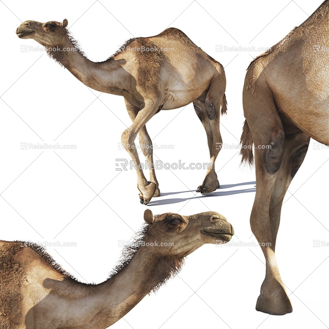 Other camel dromedary camel Bactrian camel 3d model