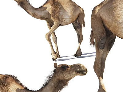 Brown Camel Standing And Walking Poses With Natural Fur And Leg Features 3d model