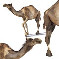 Other camel dromedary camel Bactrian camel 3d model