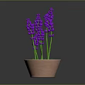 Fresh Purple Lavender Plant In Terracotta Pot For Indoor Home Decor
