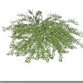 Vibrant Green Shrub with Lush Dense Foliage and Healthy Fresh Leaves
