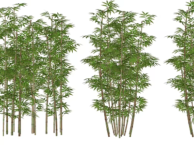 Tall Bamboo Plants With Green Leaves And Clustered Stems In Natural Setting 3d model
