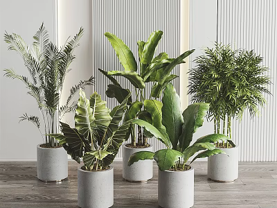 Indoor Potted Plants With Various Lush Green Leaves In White Minimalist Pots 3d model