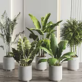Indoor Potted Plants With Various Lush Green Leaves In White Minimalist Pots