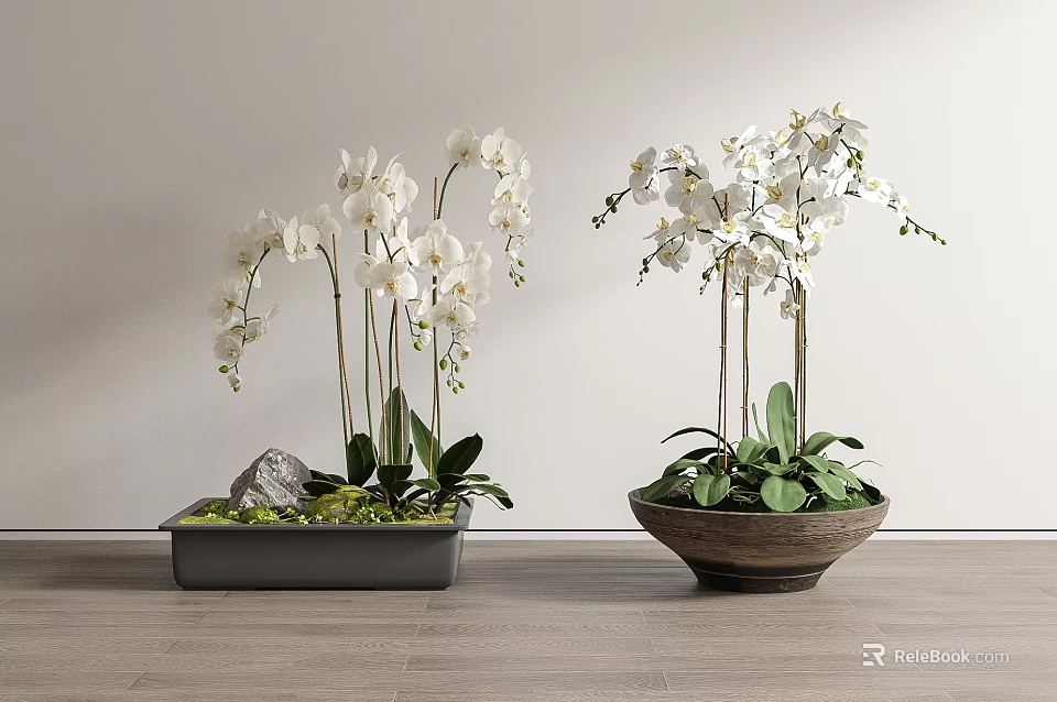 Bonsai Potted Plants With White Orchids Green Leaves Square And Round Pots On Wooden Floor 3d model 