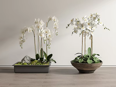 Bonsai Potted Plants With White Orchids Green Leaves Square And Round Pots On Wooden Floor 3d model