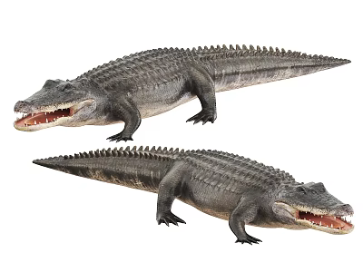 Two Reptile Crocodiles With Open Mouths And Scaly Bodies On White Background 3d model