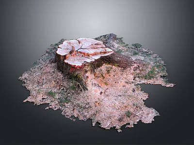 Natural Wooden Stump Cross Section Displaying Growth Rings And Stone Texture Details 3d model