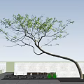 Tall Arbor With Bent Trunk And Green Leaves Against Blue Sky
