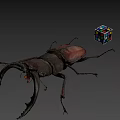 Large Brown Beetle With Antlers Next To Colorful Rubik's Cube On Gray Background