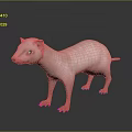 Pink Hairless Naked Mole Rat Standing On Dark Reflective Surface