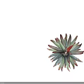 Vibrant Succulent Plant With Green And Red Fleshy Leaves In Rosette Shape