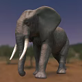Gray Elephant With White Tusks Standing In Savanna Under Blue Sky